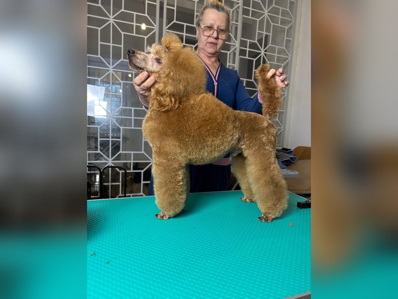 Zwergpudel, apricotfarben, männlich, ein Jahr alt, vielversprechend