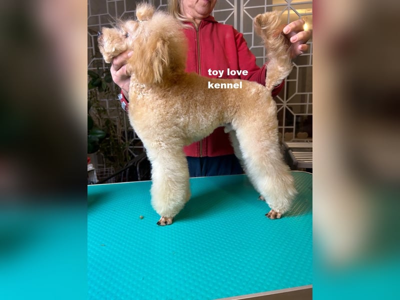 Zwergpudel, apricotfarben, männlich, ein Jahr alt, vielversprechend