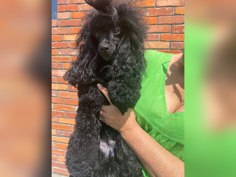 Zwergpudel, Junge 29 cm, FCI