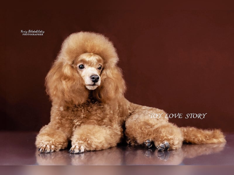 Zwergpudel Aprikose 30 cm, FCI