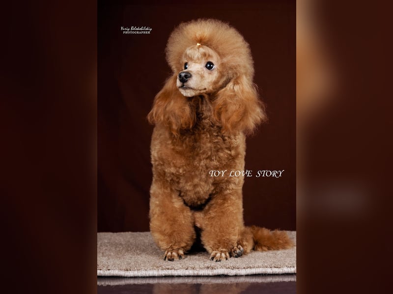 Zwergpudel, männlich 30 cm, FCI