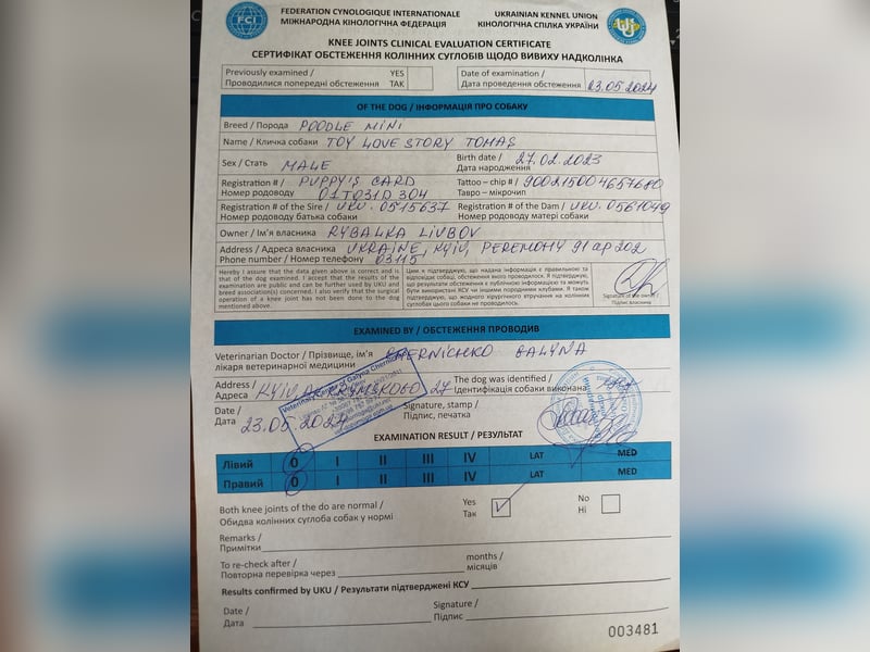 Zwergpudel Aprikose 30 cm, FCI