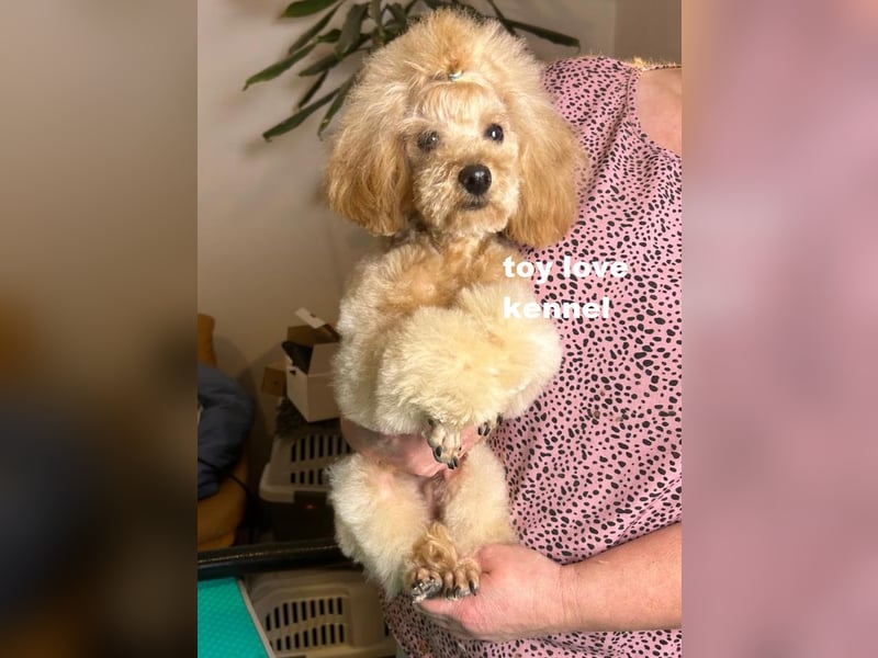 Zwergpudel, apricotfarben, männlich, ein Jahr alt, vielversprechend