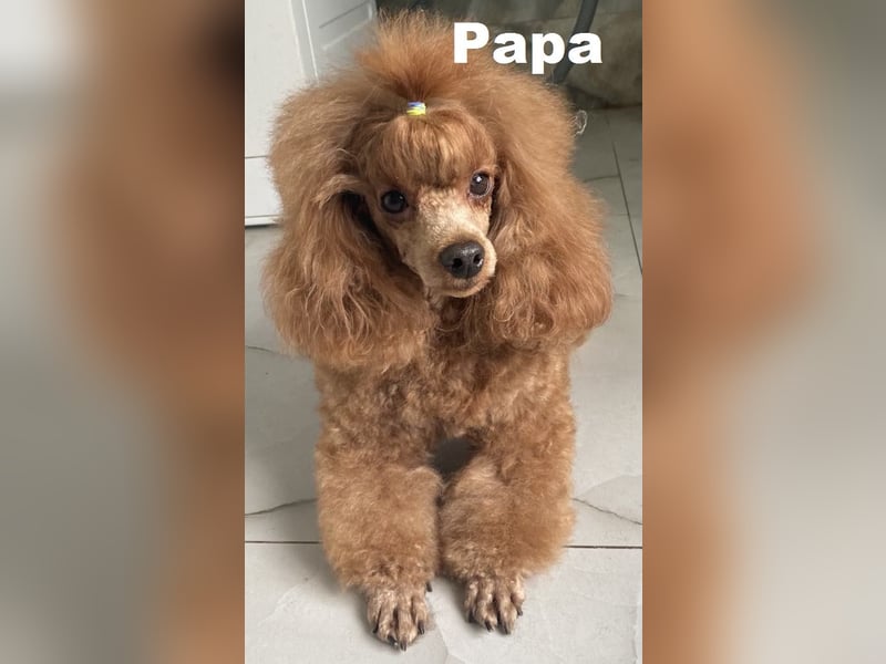 Zwergpudel, männlich 28 cm, FCI