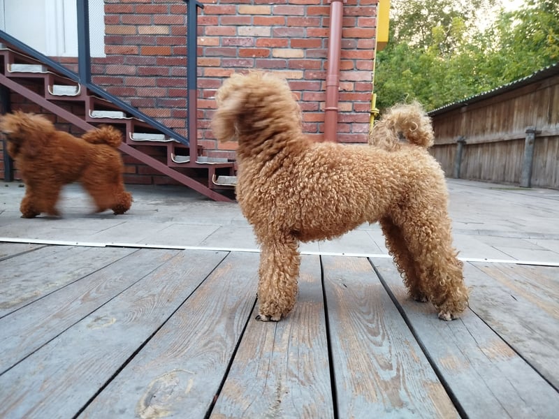 Zwergpudel Aprikose 30 cm, FCI