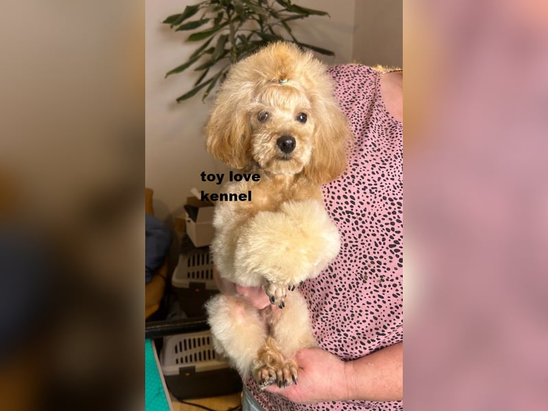 Zwergpudel, apricotfarben, männlich, ein Jahr alt, vielversprechend