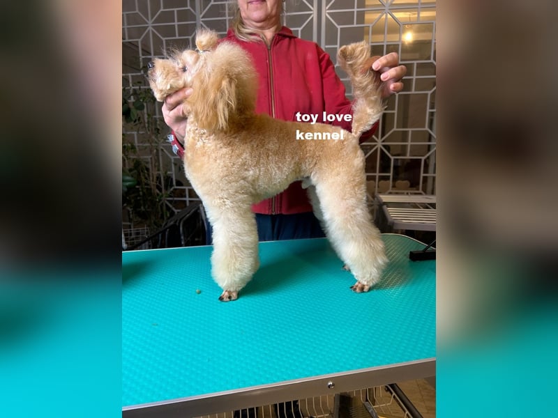 Zwergpudel, apricotfarben, männlich, ein Jahr alt, vielversprechend