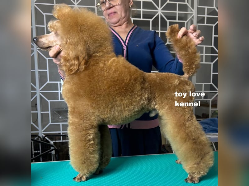 Zwergpudel, apricotfarben, männlich, ein Jahr alt, vielversprechend