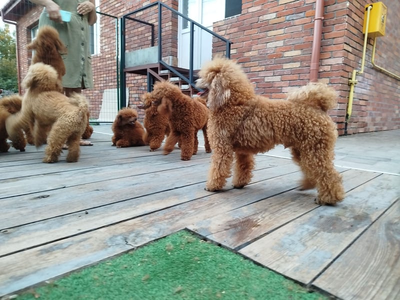 Zwergpudel, männlich 30 cm, FCI