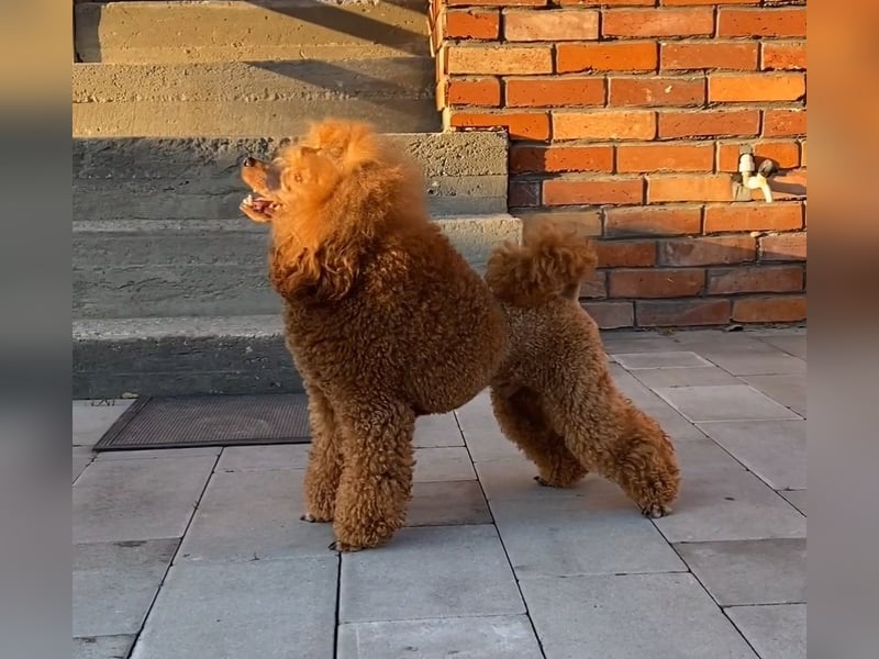 Zwergpudel, männlich 28 cm, FCI