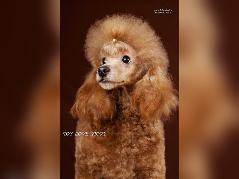 Zwergpudel, männlich 30 cm, FCI