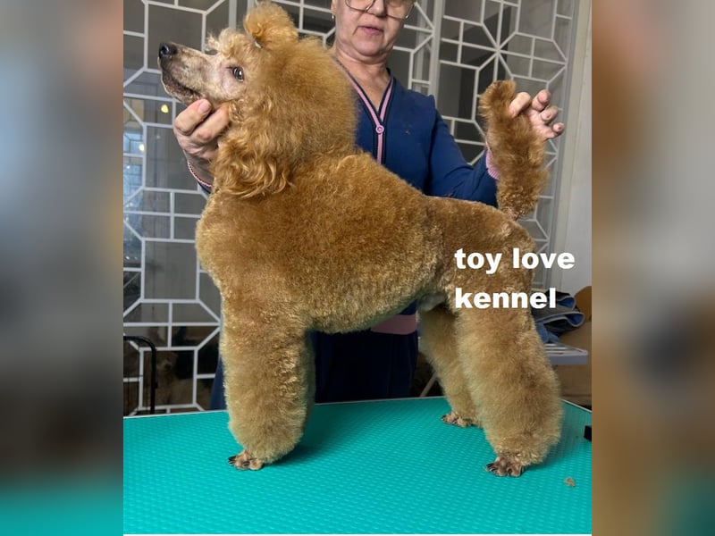 Zwergpudel, apricotfarben, männlich, ein Jahr alt, vielversprechend