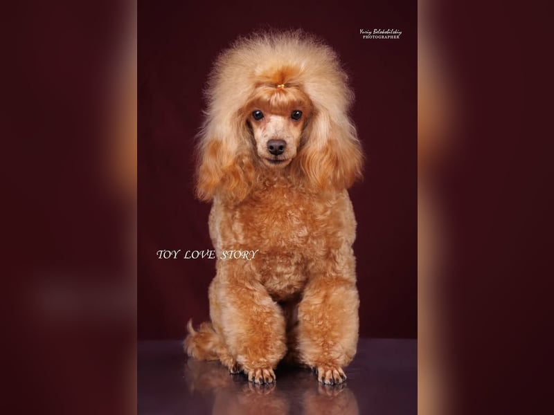 Zwergpudel, männlich 30 cm, FCI