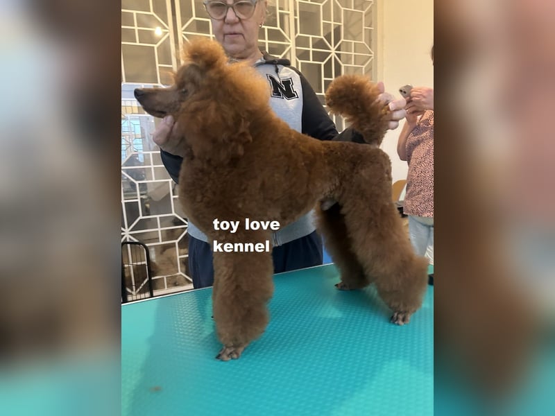 Zwergpudel, rote männlich, Jahr alt, vielversprechend