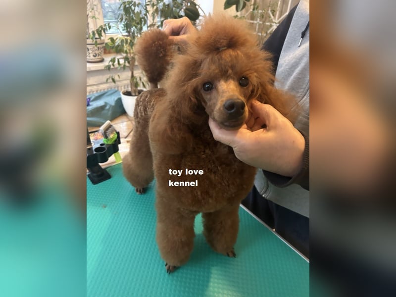 Zwergpudel, rote männlich, Jahr alt, vielversprechend