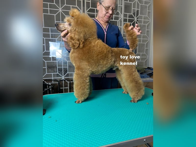 Zwergpudel, apricotfarben, männlich, ein Jahr alt, vielversprechend