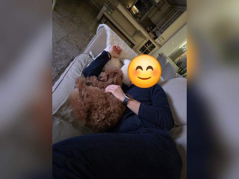 Zwergpudel Weibchen