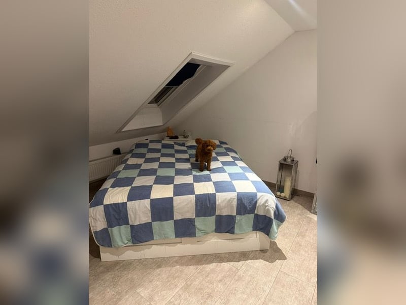 Bobby sucht ein Körbchen