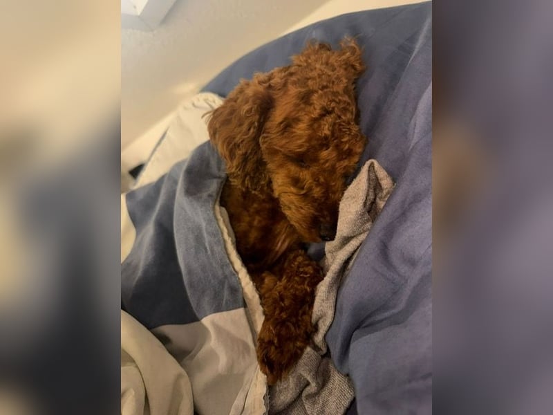 Bobby sucht ein Körbchen