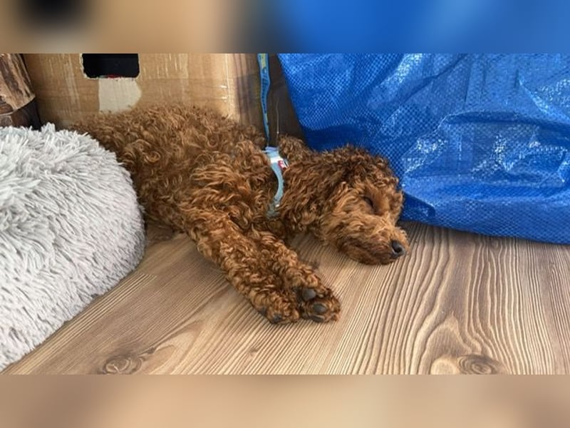 Bobby sucht ein Körbchen