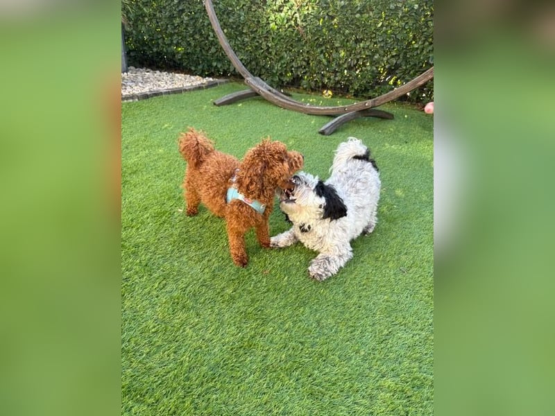 Bobby sucht ein Körbchen