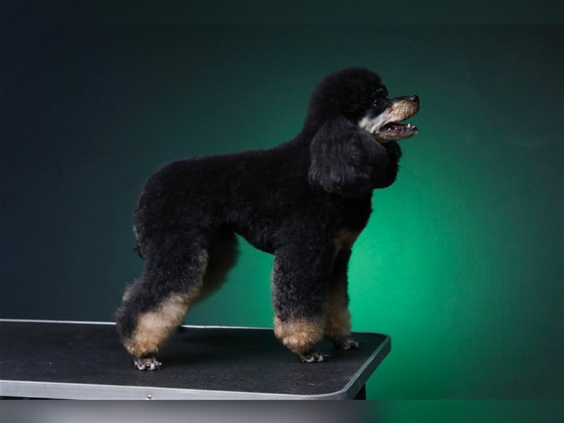 DECKRÜDE Zwergpudel schwarz-loh Black and Tan, VDH, vererbt fawn apricot Pudel