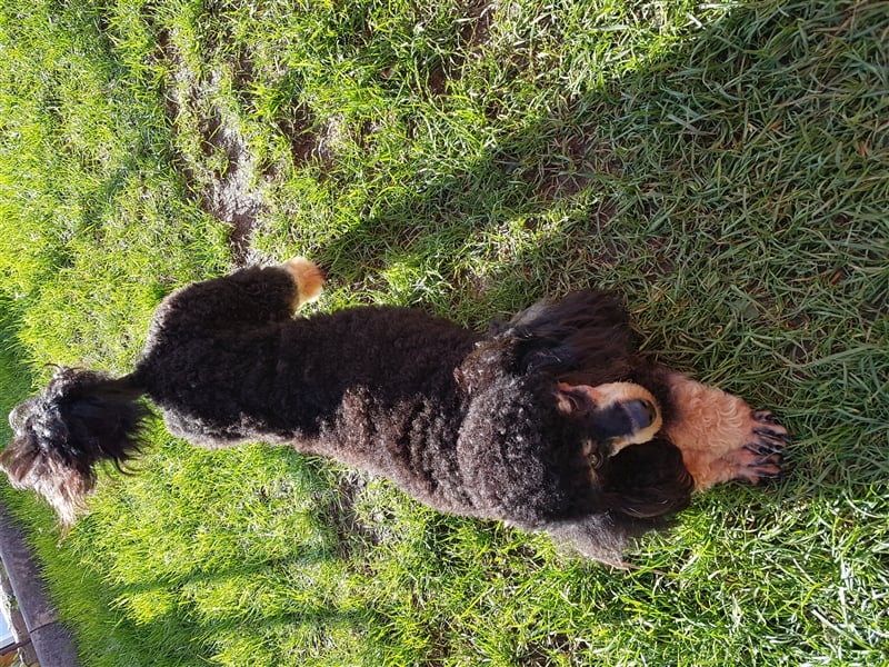 DECKRÜDE Zwergpudel schwarz-loh Black and Tan, VDH, vererbt fawn apricot Pudel