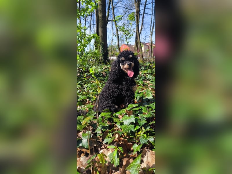 DECKRÜDE Zwergpudel schwarz-loh Black and Tan, VDH, vererbt fawn apricot Pudel