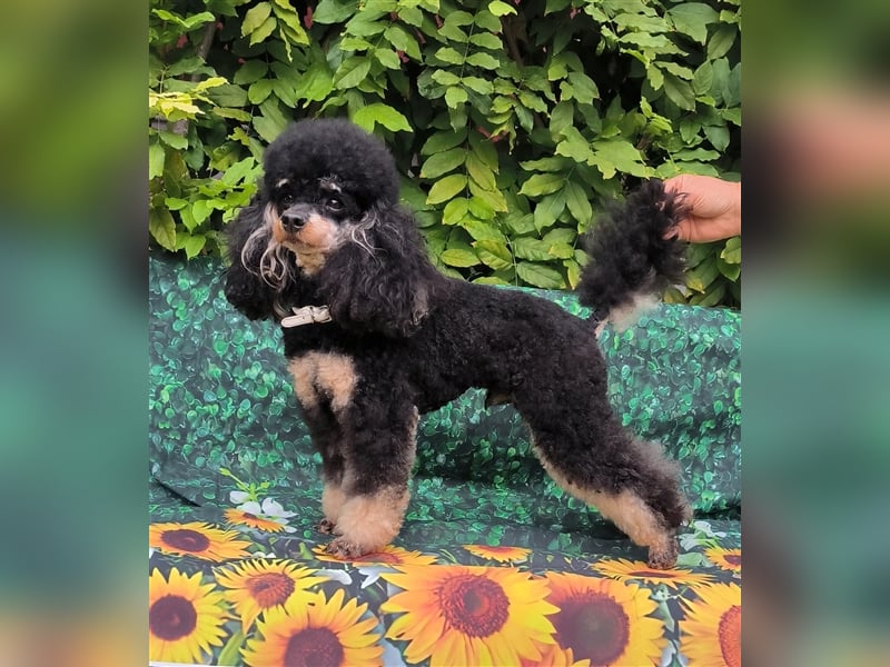 DECKRÜDE Zwergpudel schwarz-loh Black and Tan, VDH, vererbt fawn apricot Pudel
