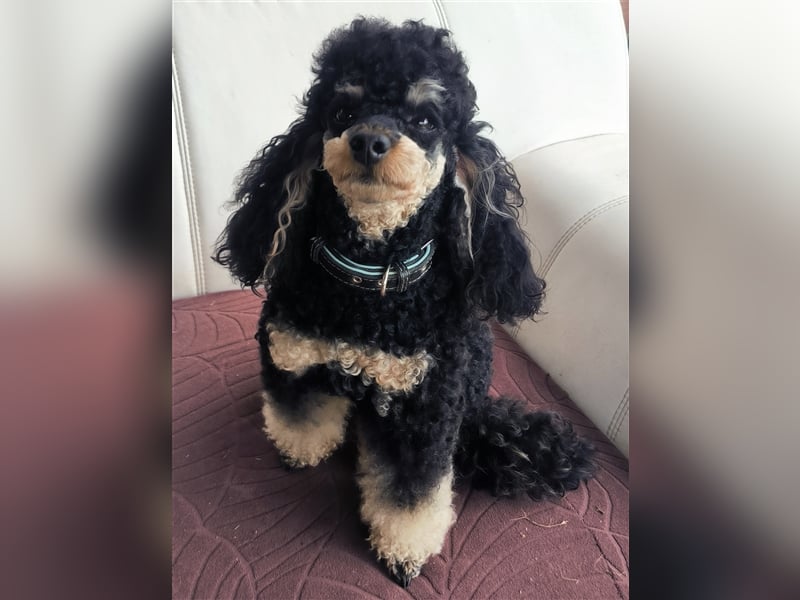 DECKRÜDE Zwergpudel schwarz-loh Black and Tan, VDH, vererbt fawn apricot Pudel