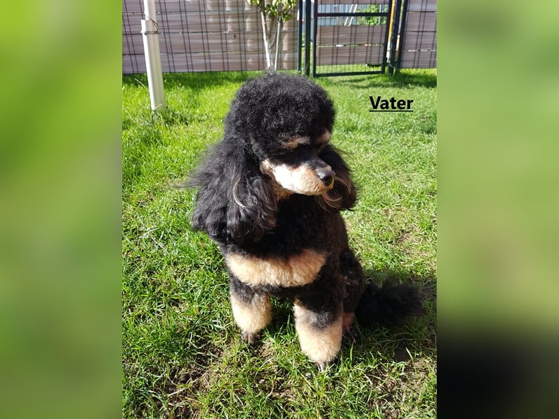 DECKRÜDE Zwergpudel schwarz-loh Black and Tan, VDH, vererbt fawn apricot Pudel