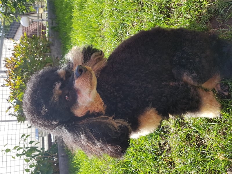 DECKRÜDE Zwergpudel schwarz-loh Black and Tan, VDH, vererbt fawn apricot Pudel