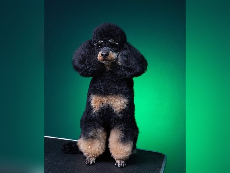 DECKRÜDE Zwergpudel schwarz-loh Black and Tan, VDH, vererbt fawn apricot Pudel