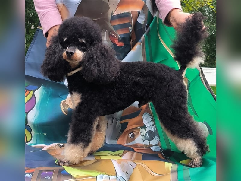 DECKRÜDE Zwergpudel schwarz-loh Black and Tan, VDH, vererbt fawn apricot Pudel