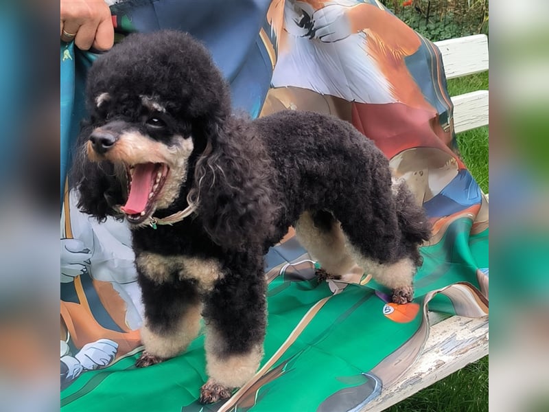 DECKRÜDE Zwergpudel schwarz-loh Black and Tan, VDH, vererbt fawn apricot Pudel