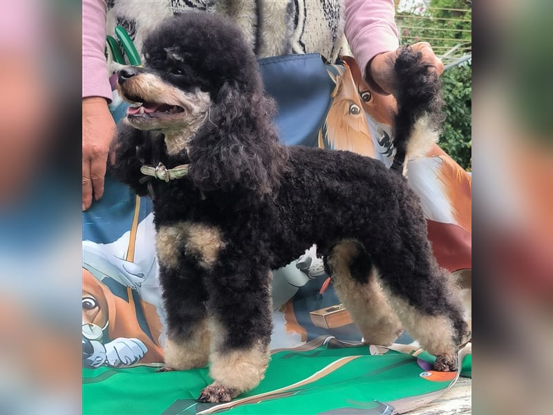 DECKRÜDE Zwergpudel schwarz-loh Black and Tan, VDH, vererbt fawn apricot Pudel