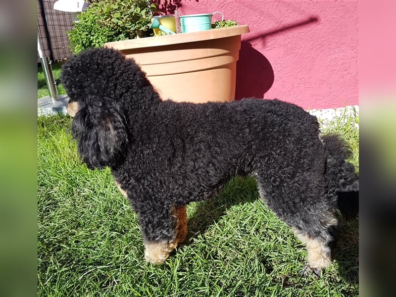 DECKRÜDE Zwergpudel schwarz-loh Black and Tan, VDH, vererbt fawn apricot Pudel