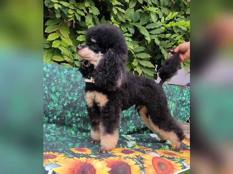 DECKRÜDE Zwergpudel schwarz-loh Black and Tan, VDH, vererbt fawn apricot Pudel