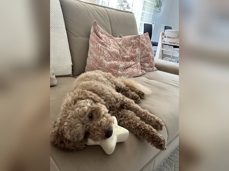 Zwergpudel Louie - 3,5 Jahre