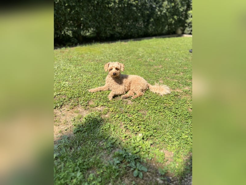 Zwergpudel Louie - 3,5 Jahre