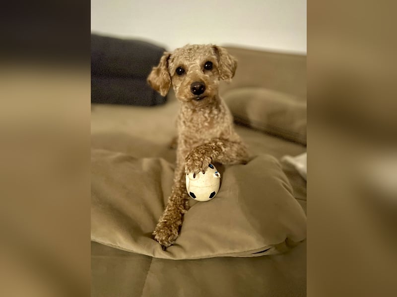 Zwergpudel Louie - 3,5 Jahre