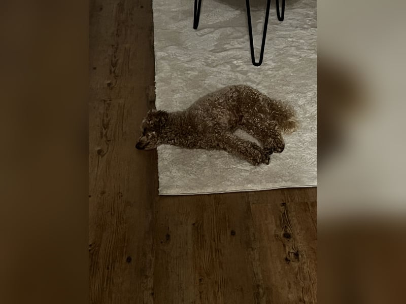 Zwergpudel Louie - 3,5 Jahre