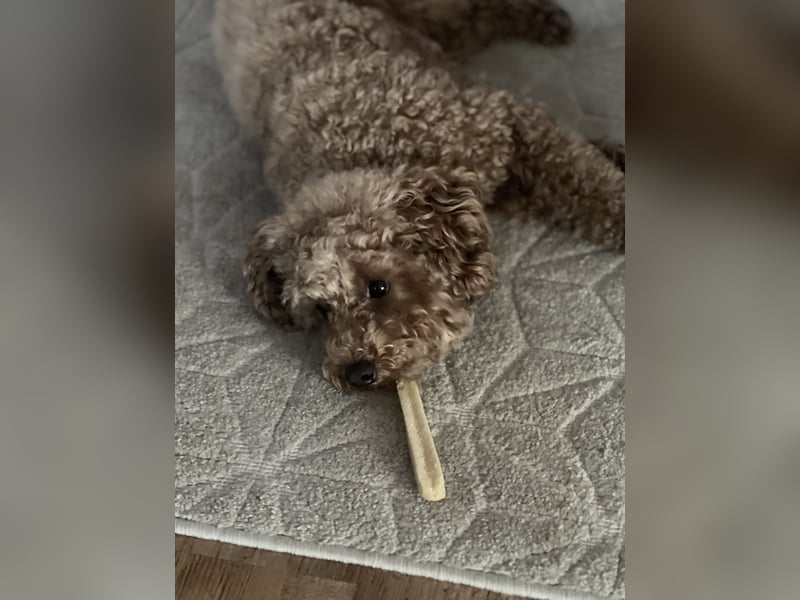 Zwergpudel Louie - 3,5 Jahre