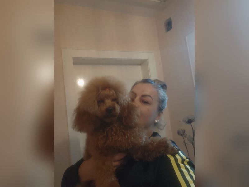 Magnifique Dekrude -Zwergpudel