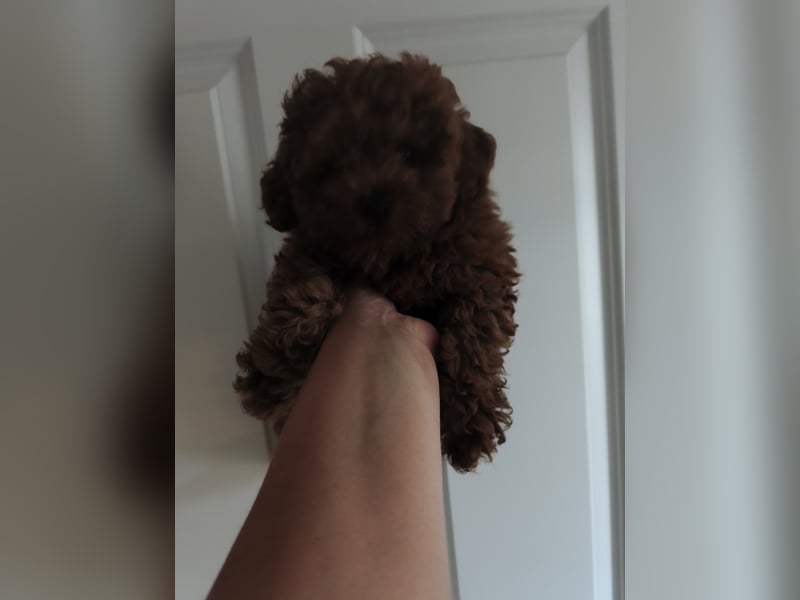 Magnifique Dekrude -Zwergpudel