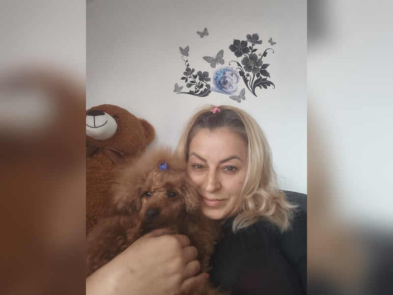 Magnifique Dekrude -Zwergpudel