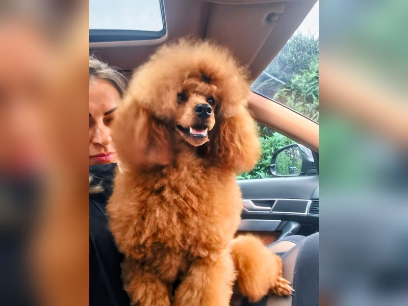 Magnifique Dekrude -Zwergpudel