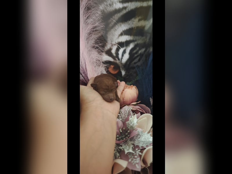 Magnifique Dekrude -Zwergpudel