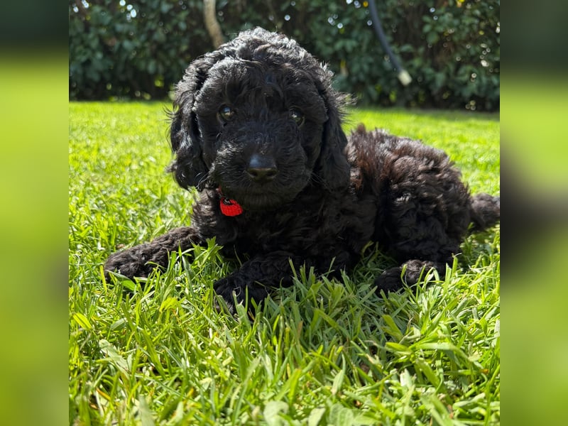 Zauberhafte Zwergpudel Prinzen