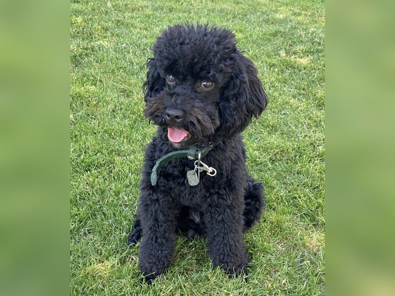 Zauberhafte Zwergpudel Prinzen